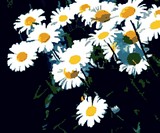 Daisys